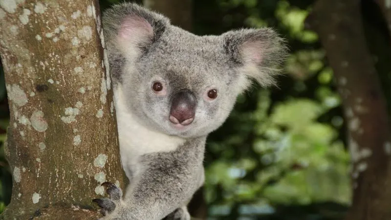 smiley koala