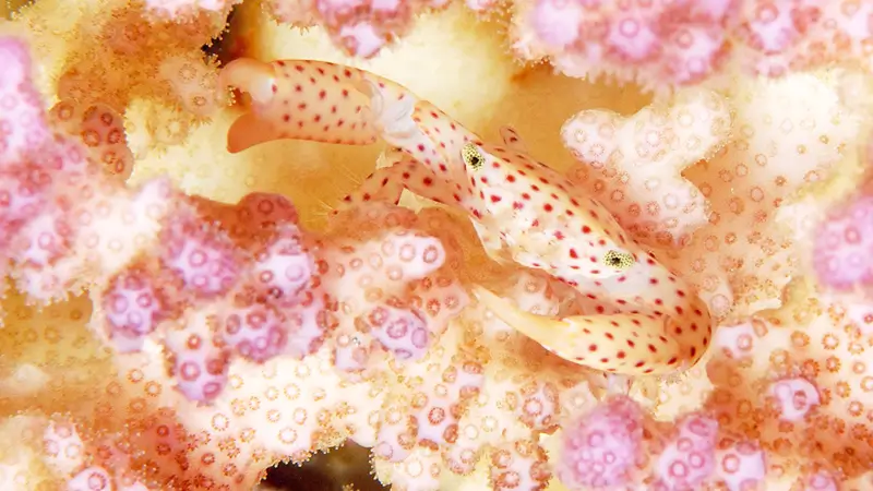 サンゴに住む生き物