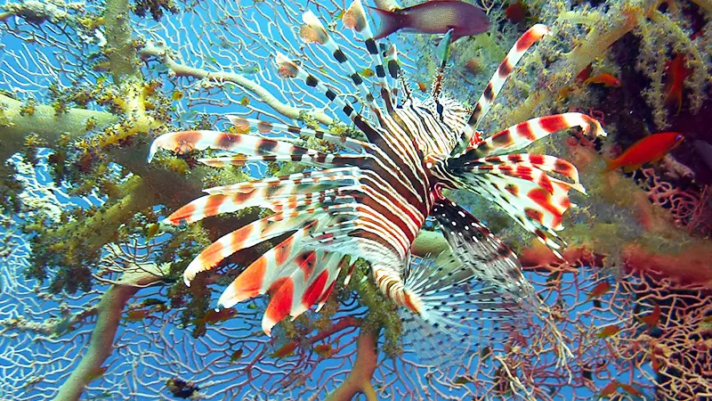 サンゴに住む生き物