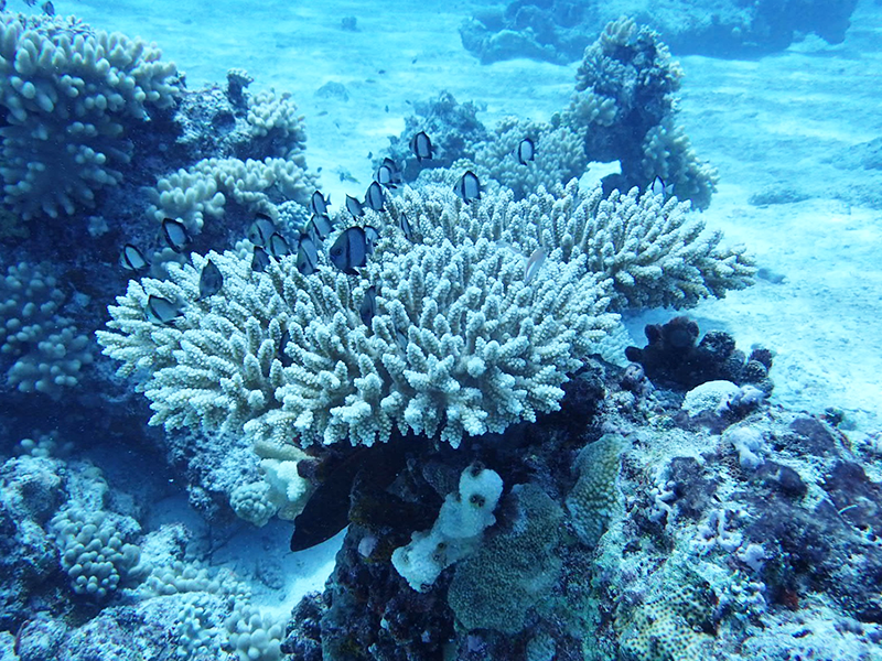 サンゴ礁とは 動物なのか植物なのか イソギンチャクとは違う
