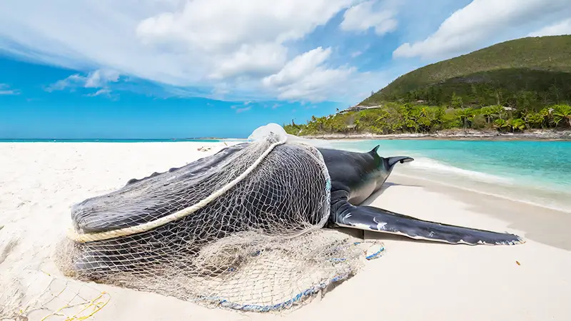 座礁した網に絡まったザトウクジラ