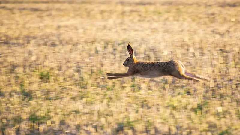 走るウサギ