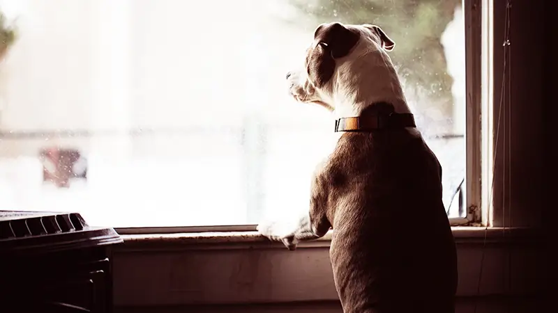 窓の外を見るイヌ