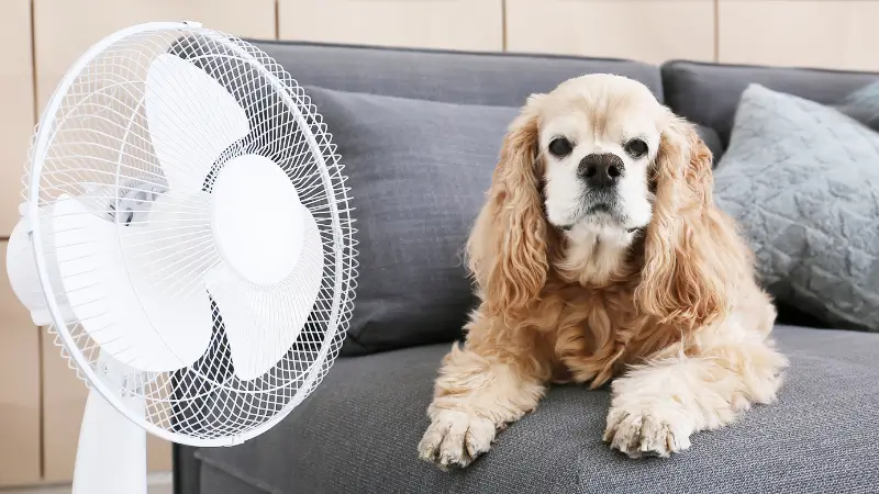 扇風機と犬