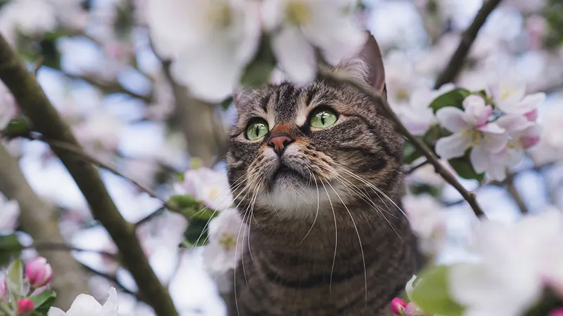 桜と猫（キジトラ）