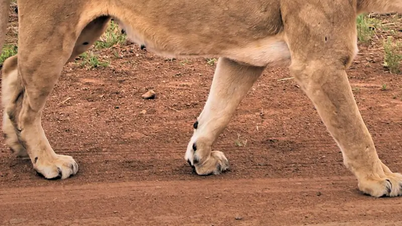 ライオンの足