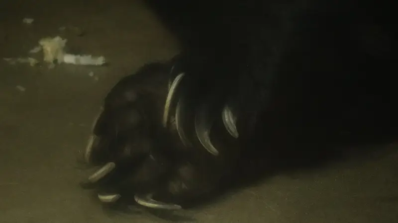 ヒグマの爪