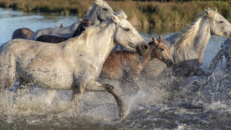 川と馬