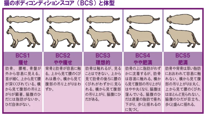 猫　BCS
