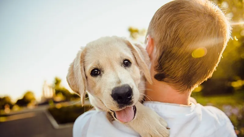 人と犬