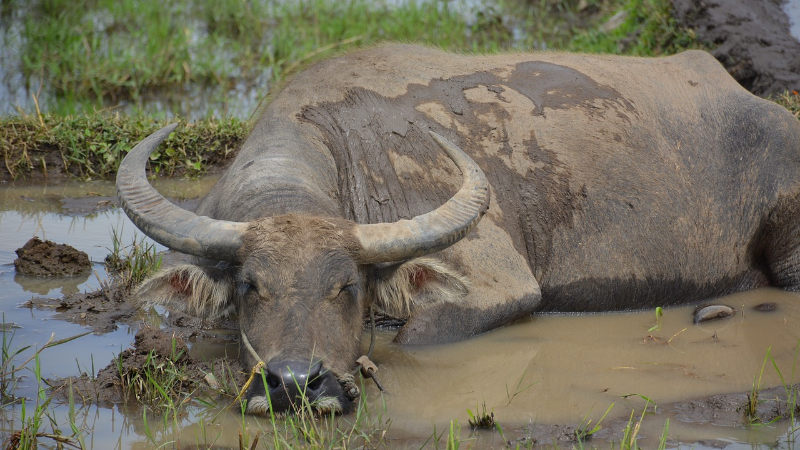 水の中のスイギュウ