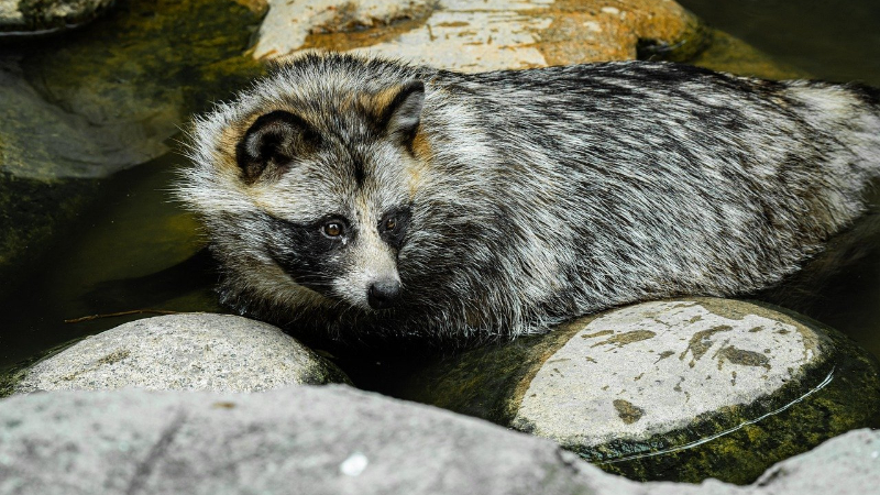 水の中のタヌキ