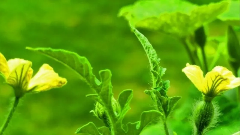 スイカの花