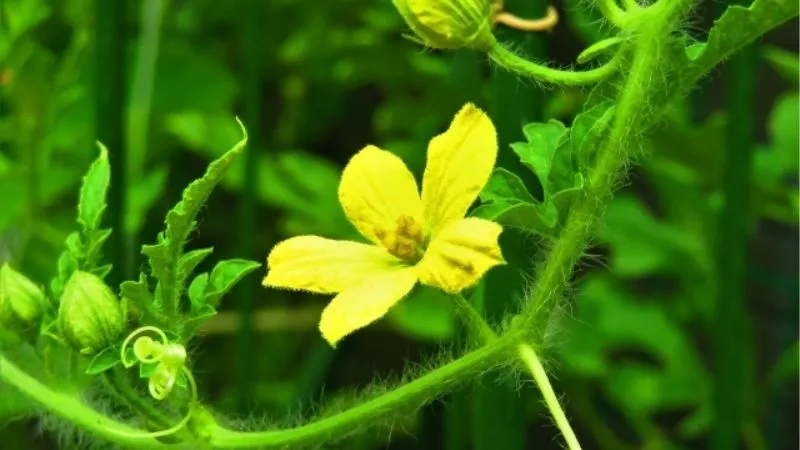 すいかの花