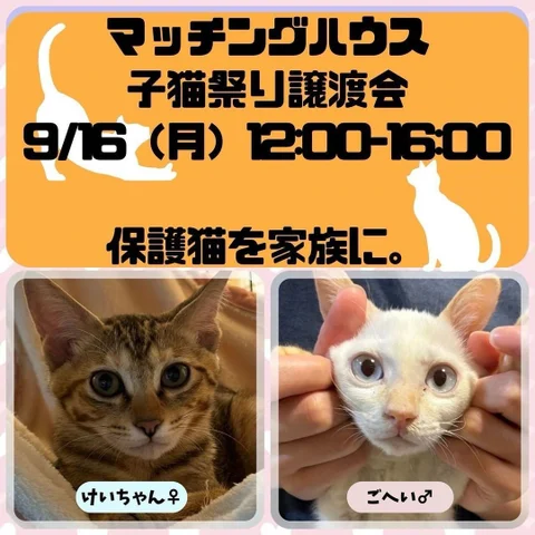 保護猫を家族に、のポスター