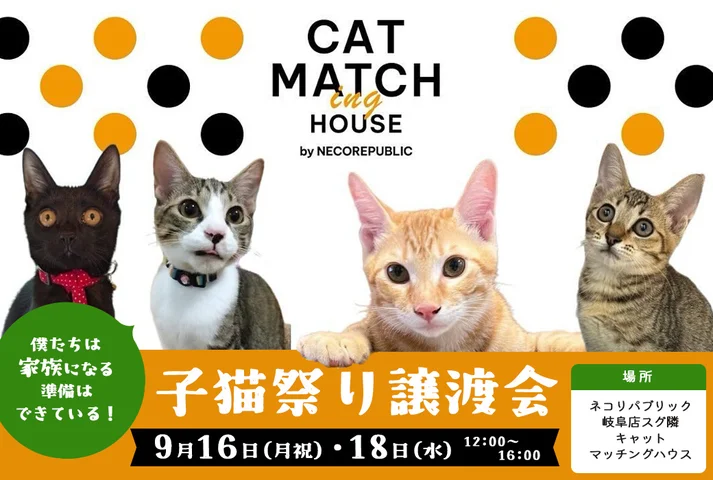 子猫祭り譲渡会