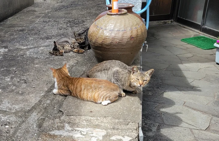 壱岐島の猫