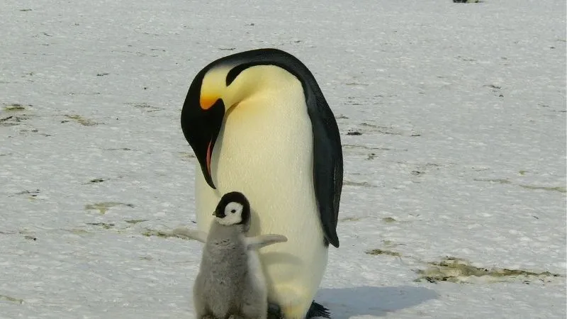 コウテイペンギン