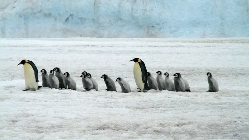 コウテイペンギン