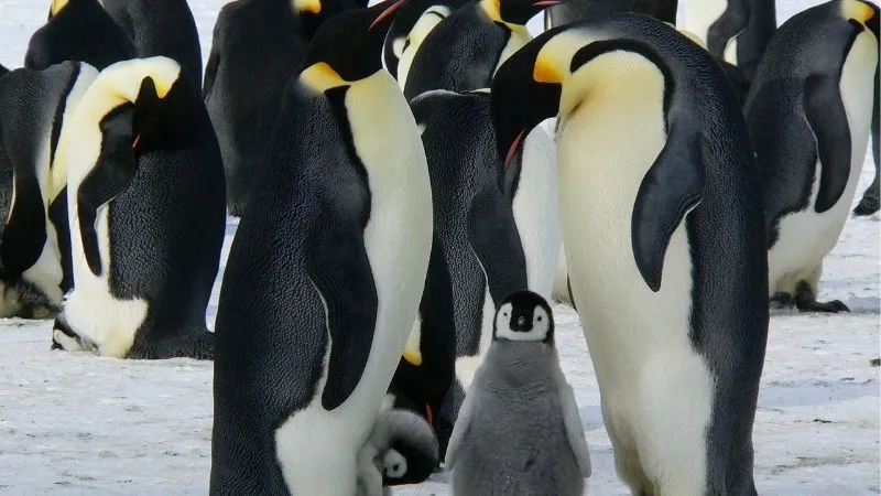 コウテイペンギン