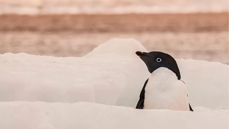 アデリーペンギン