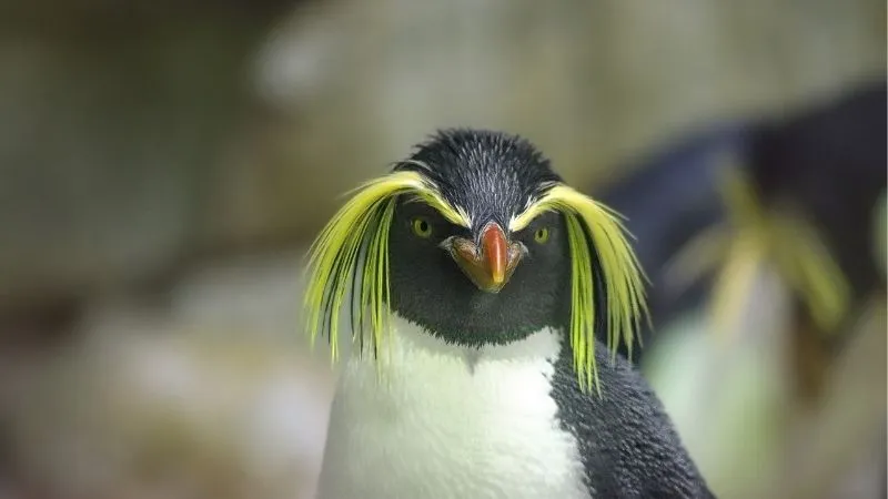 イワトビペンギン