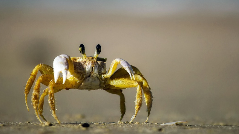 砂浜にいるカニ