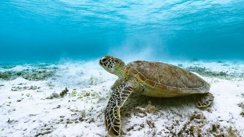 海の中のウミガメ