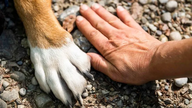 犬と人の手