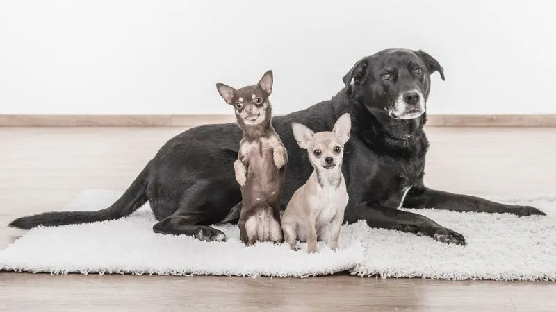 大型犬と小型犬