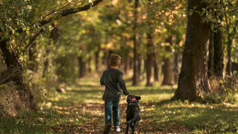 犬と少年