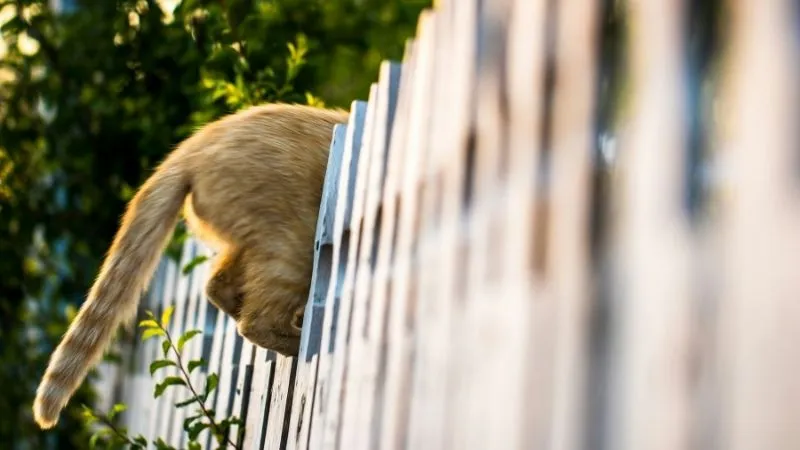 柵を乗り越えようとする猫