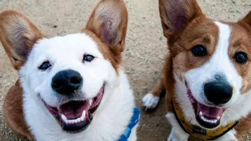 ２匹の笑顔の犬