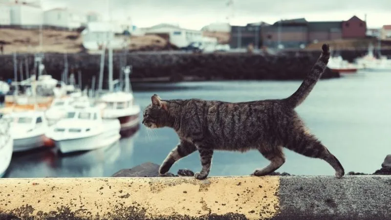 港の猫