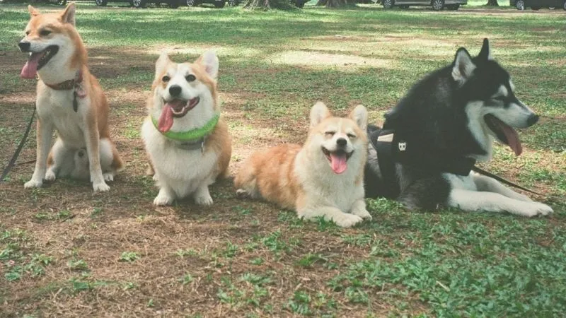 ４匹の犬