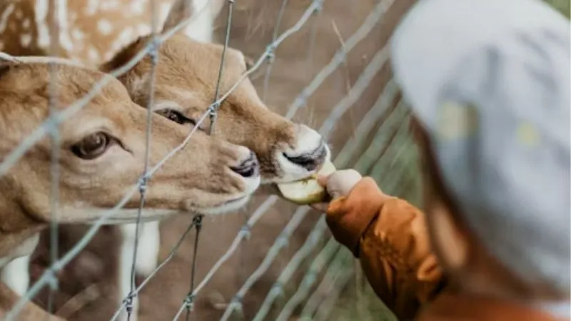 子供が動物に餌をあげている