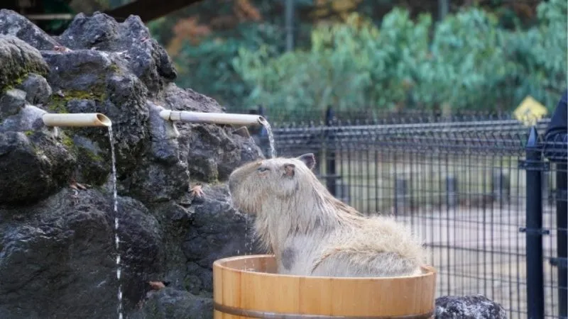 カピパラが水浴びしている