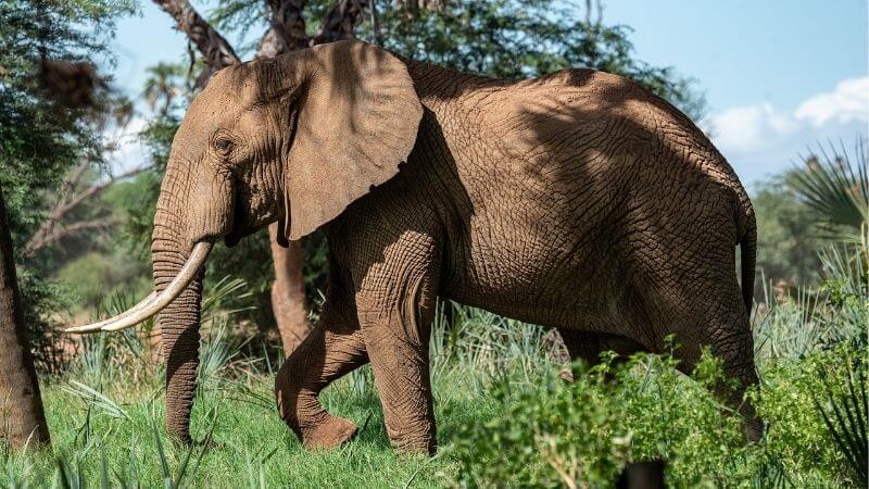 アフリカゾウ