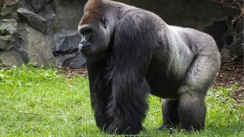 マウンテンゴリラ