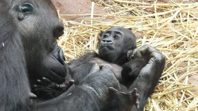 マウンテンゴリラ