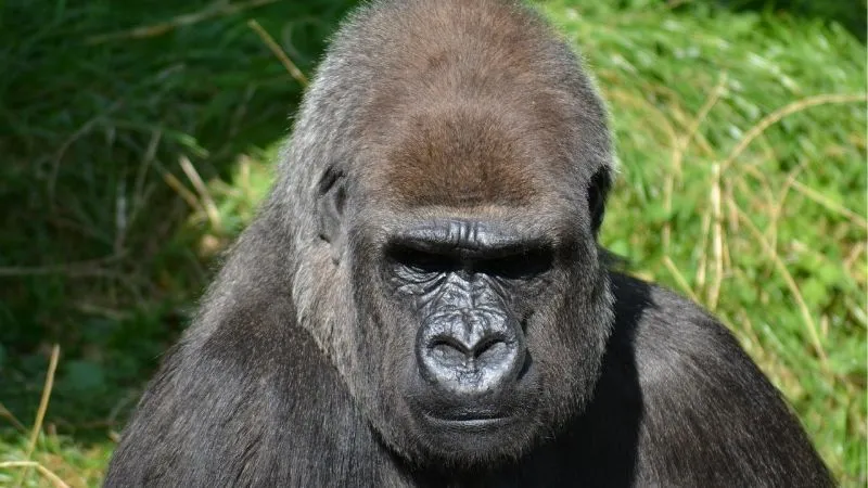 マウンテンゴリラ
