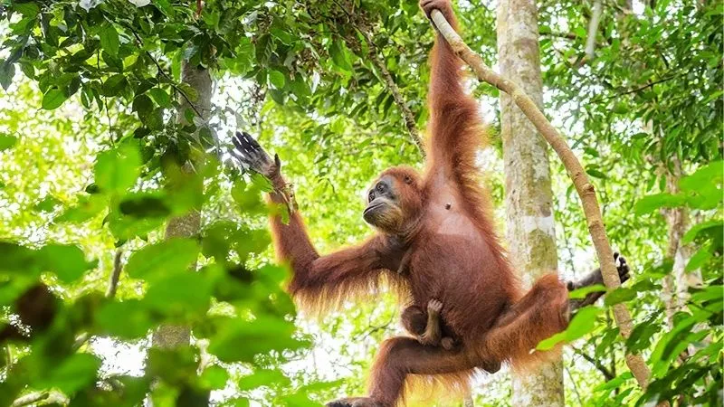 オランウータン