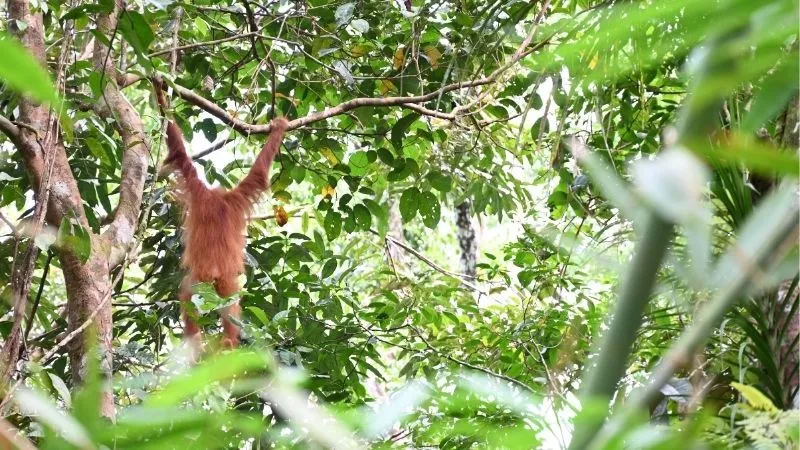 オランウータン