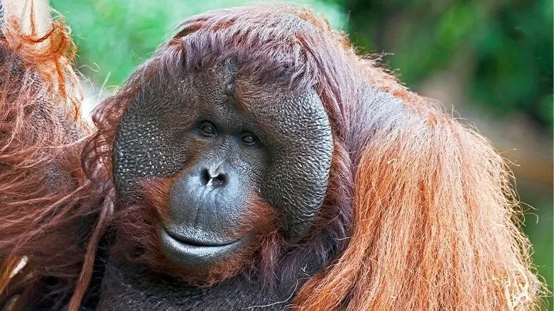 オランウータン