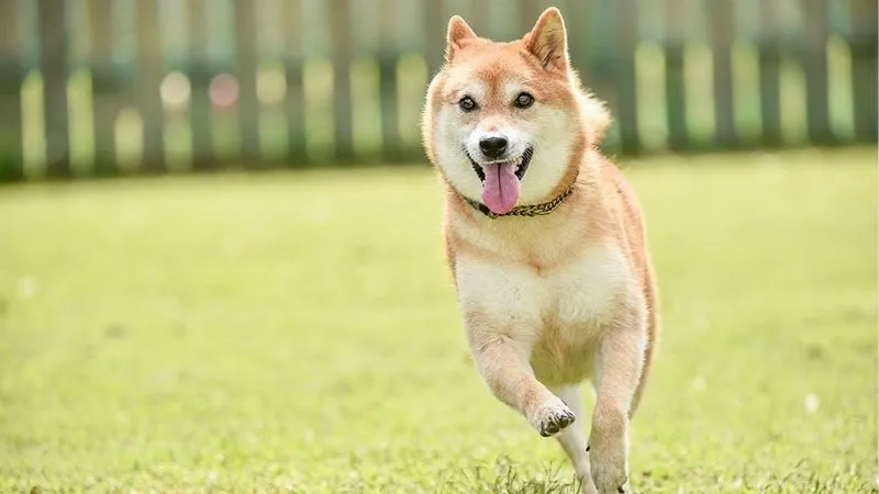 柴犬