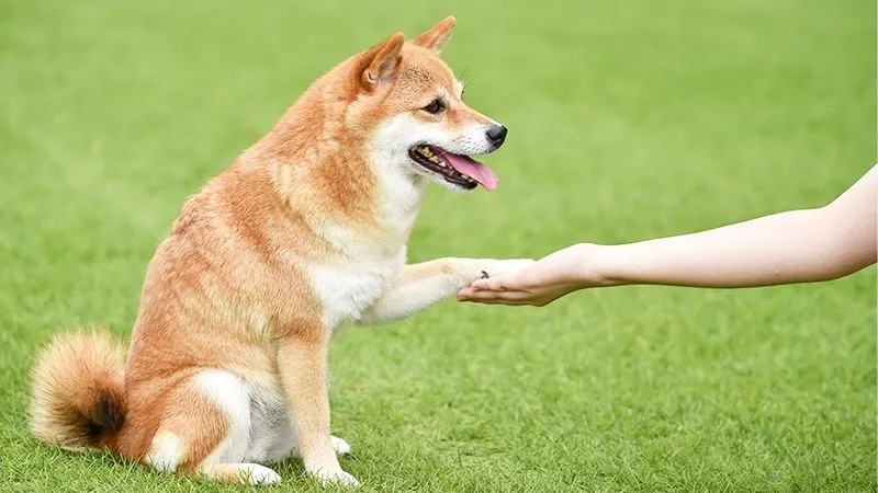 柴犬