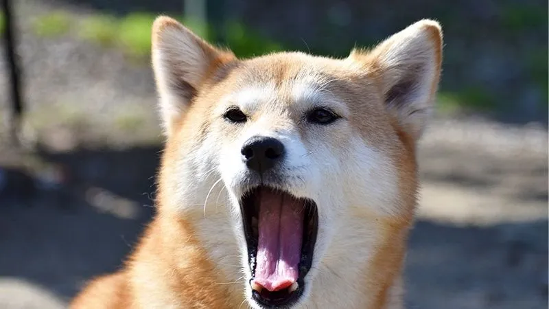柴犬