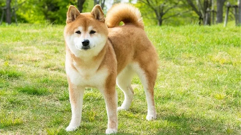 柴犬