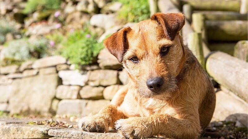 日光用している犬