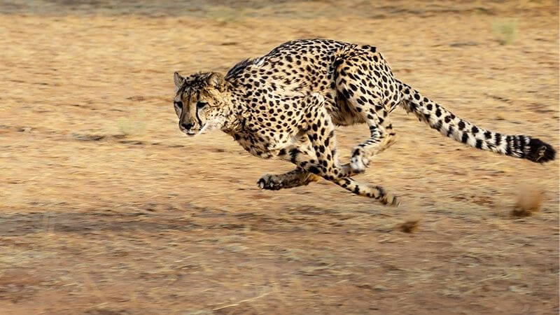 チーター